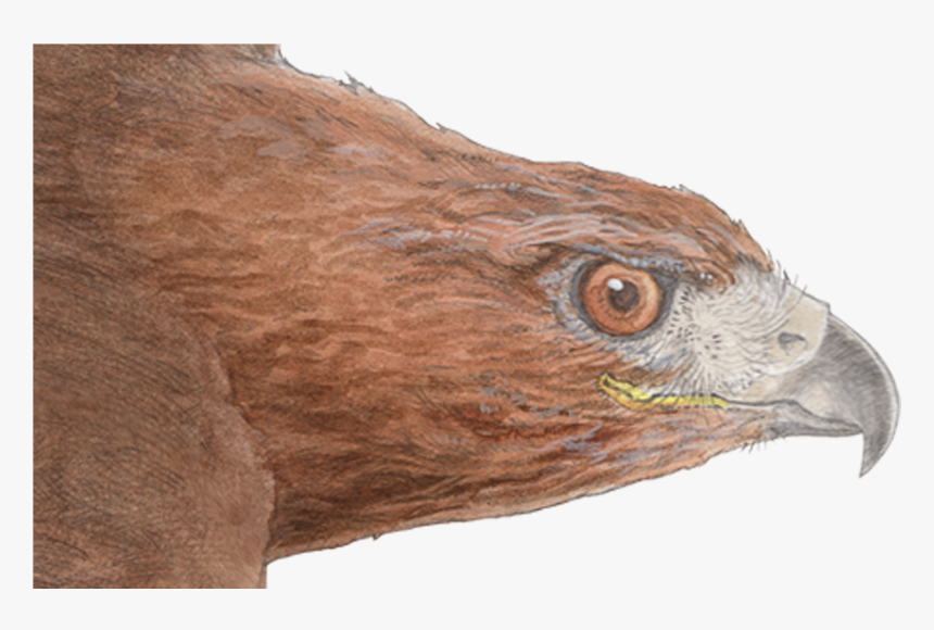 Hawk - Golden Eagle, HD Png Download