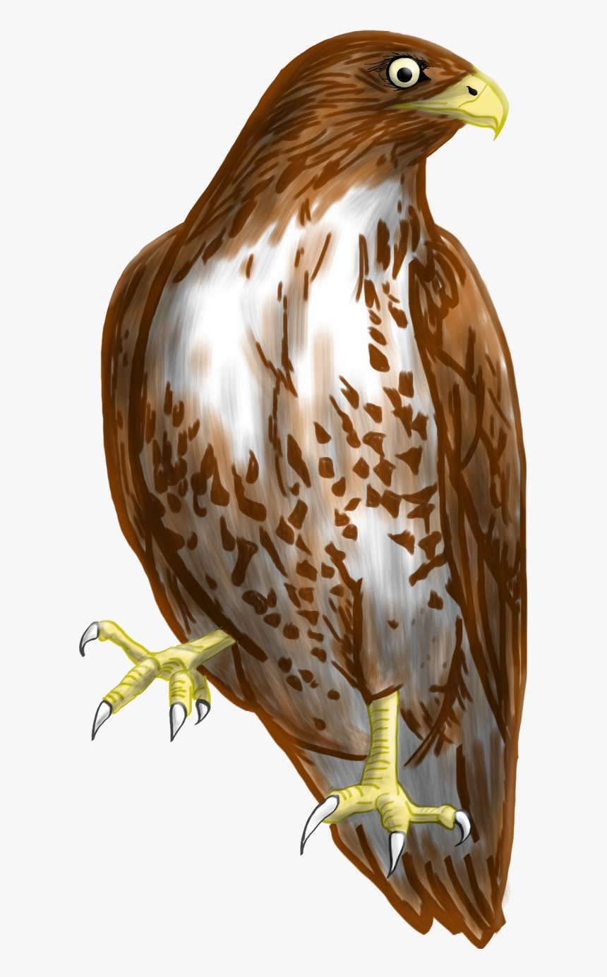 Transparent Background Hawk Clipart - Hawk Clipart Transparent Background, HD Png Download