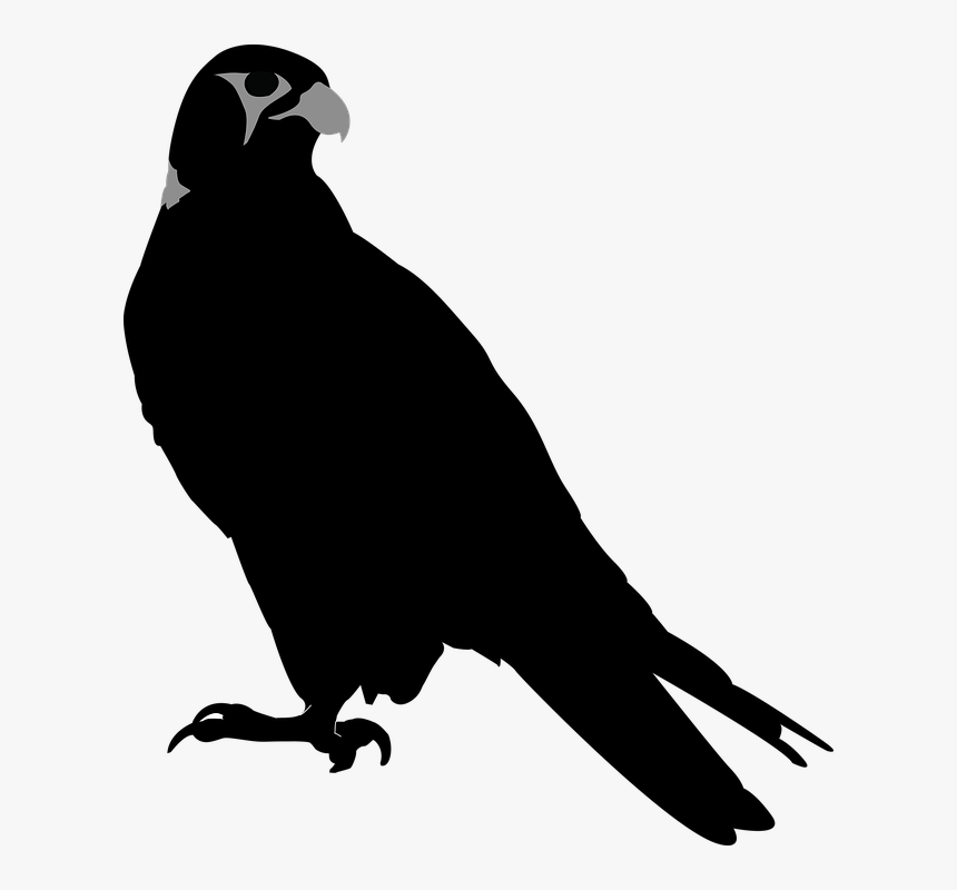 Falcon, Bird, Hawk, Perching, Perch, Stare - Hawk Silhouette, HD Png Download