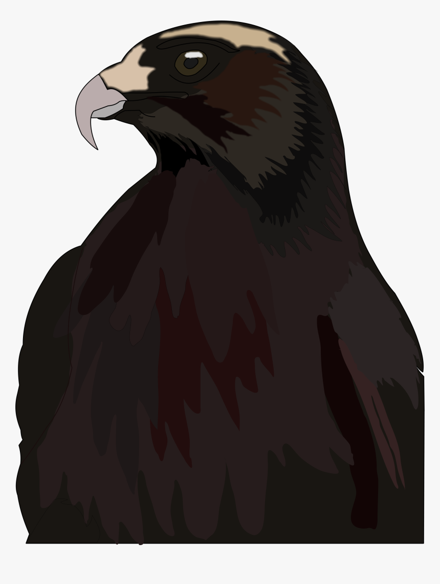 Red-tailed Hawk , Png Download - Red-tailed Hawk, Transparent Png