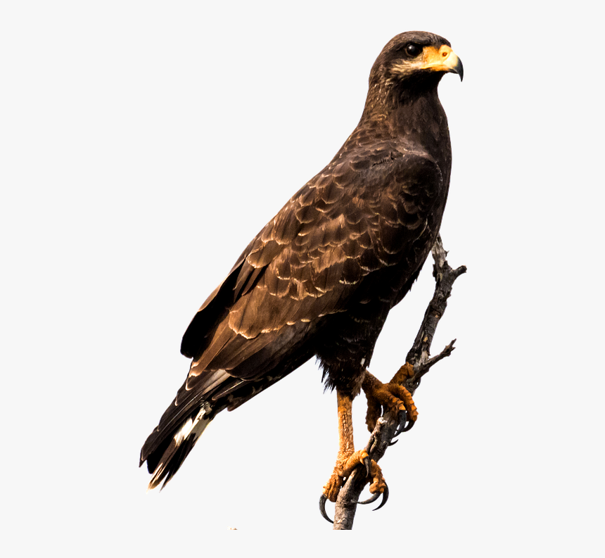 Hawk - Eagle Bird Png, Transparent Png