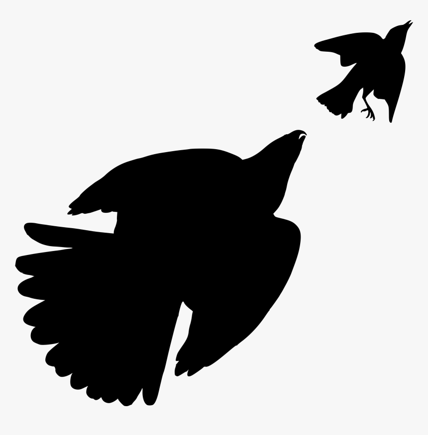 The Birds Of America Cooper S Hawk Bird Of Prey - Bird Silhouette Png Jay, Transparent Png