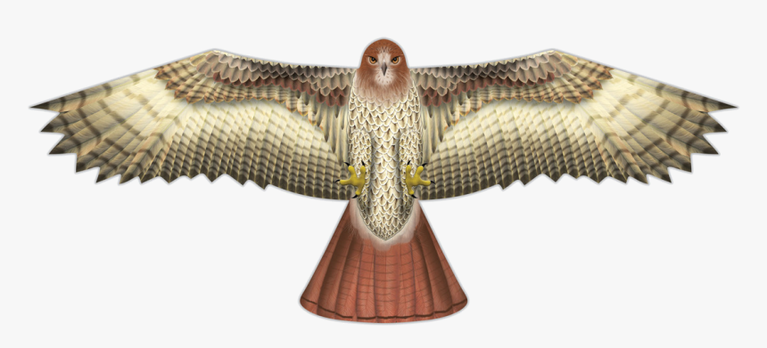 Image Of Hawk Supersize Bird Of Prey Kite - Hawk Kite, HD Png Download