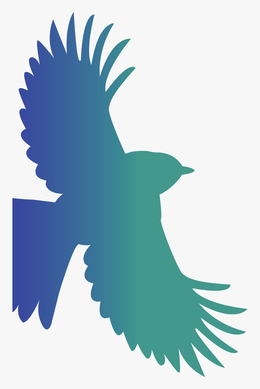 Red-tailed Hawk - Hawk, HD Png Download