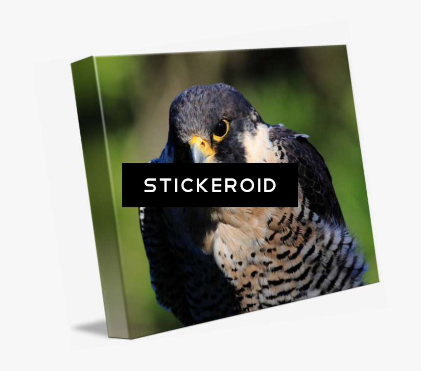 Peregrine Falcon Birds - Hawk, HD Png Download