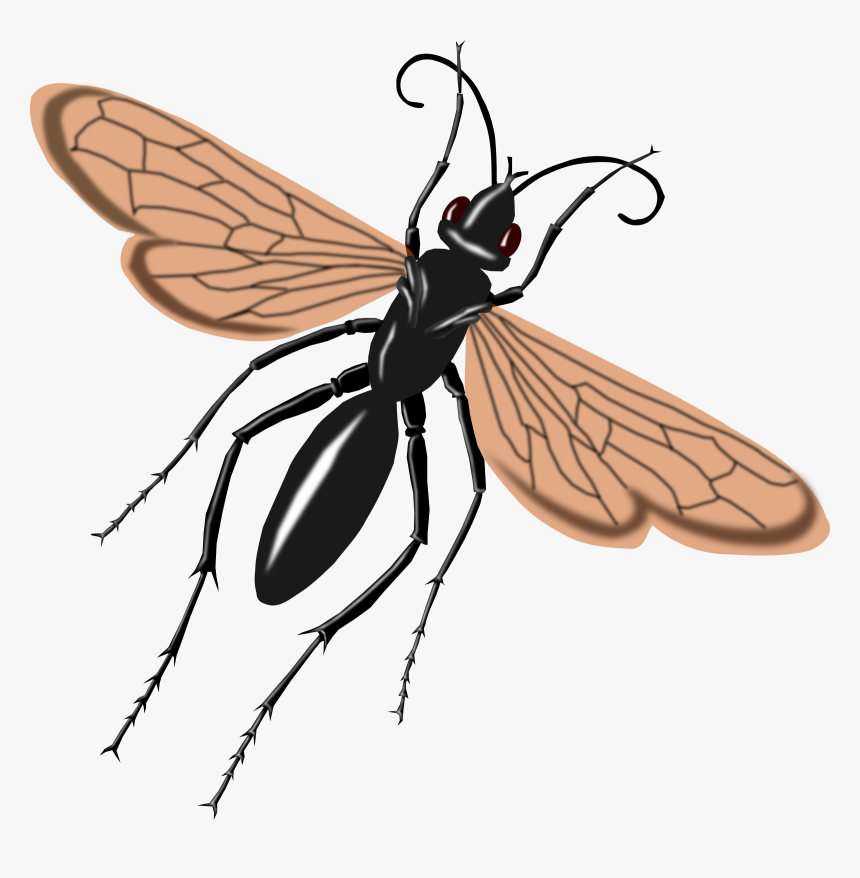 Wasp Clipart Tarantula Hawk - Tarantula Hawk Wasp Drawing, HD Png Download