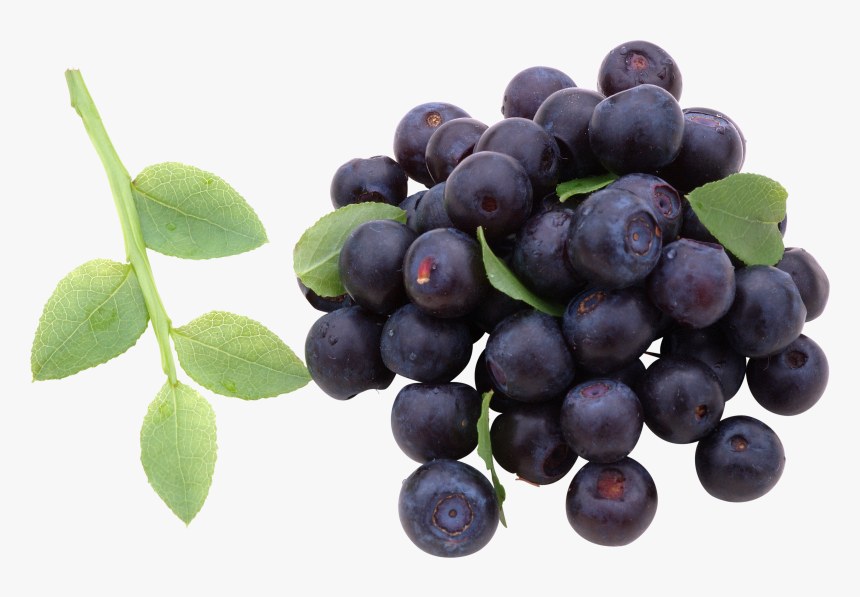 Now You Can Download Blueberries Icon - Blueberry, HD Png Download