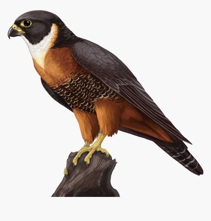 Falcon - Orange Breasted Falcon Face, HD Png Download