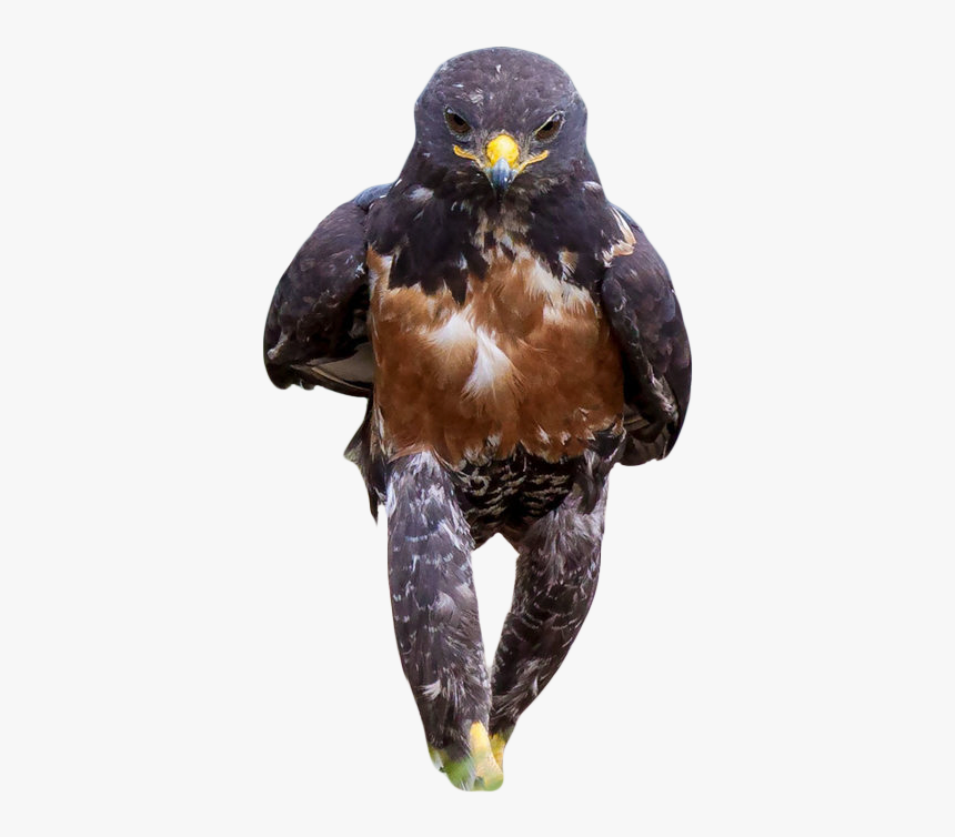 Badass Hawk, HD Png Download