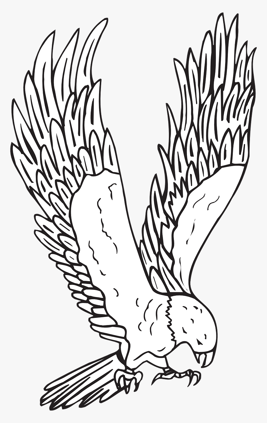 Hawk Png, Transparent Png