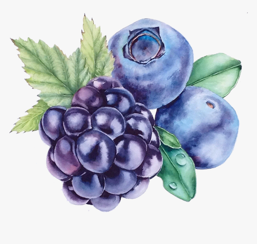 Transparent Blueberry Clipart - Grape Png Watercolour, Png Download