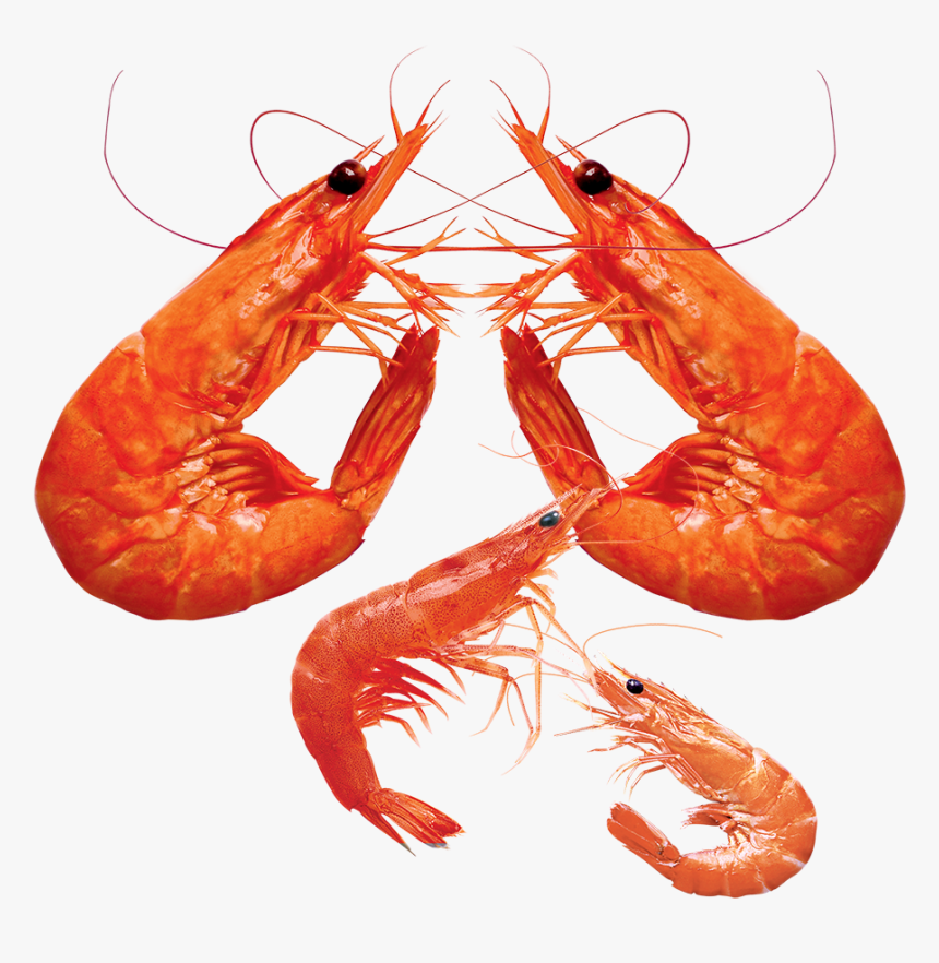 shrimp png pic shrimp png transparent png download transparent png image pngitem shrimp png transparent png download