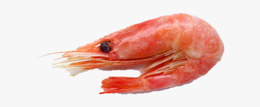 Shrimp Png Download Image - Caridean Shrimp, Transparent Png