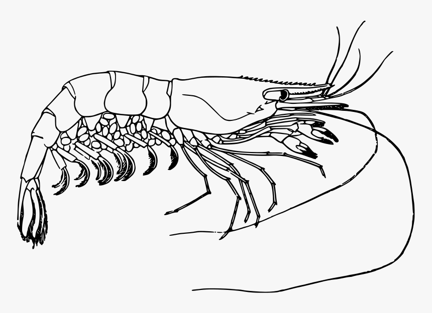 Prawn - Clip Art Black And White Shrimp, HD Png Download