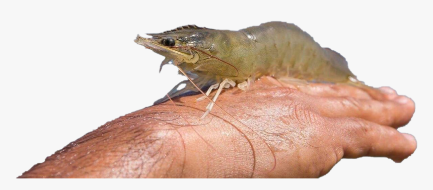 Shrimp Png Pic, Transparent Png