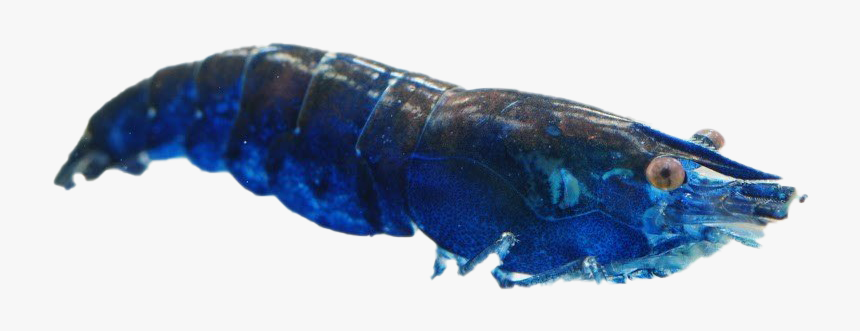 Blue Shrimp Png Transparent Image - American Lobster, Png Download