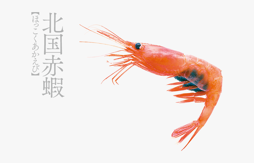 甘 エビ, HD Png Download