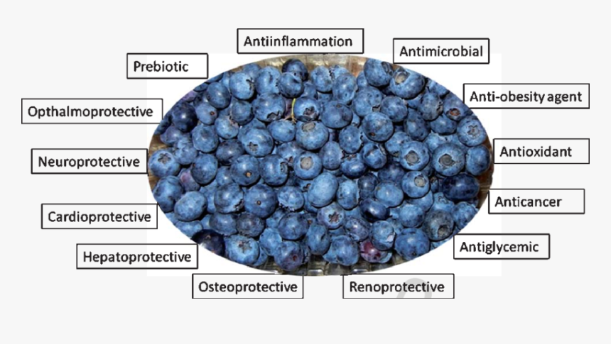 Validated Ameliorative Properties Of Blueberry - Juniper Berry, HD Png Download