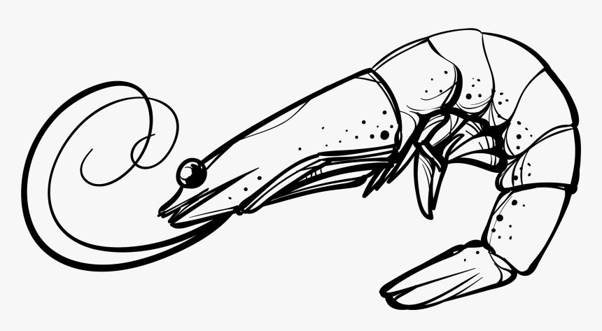 Clip Art Shrimp Vector - Shrimp Black And White Clip Art, HD Png Download
