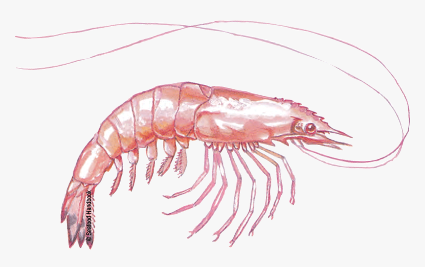 Free Download Shrimps Png Images - Botan Shrimp, Transparent Png