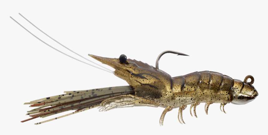 910 Sand Shrimp - Shrimp Of All Colors, HD Png Download