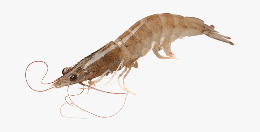 Png Transparent Vannamei Prawn Png, Png Download
