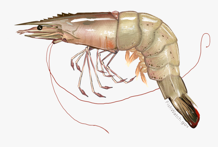 Shrimps Png Photo - White Shrimp, Transparent Png