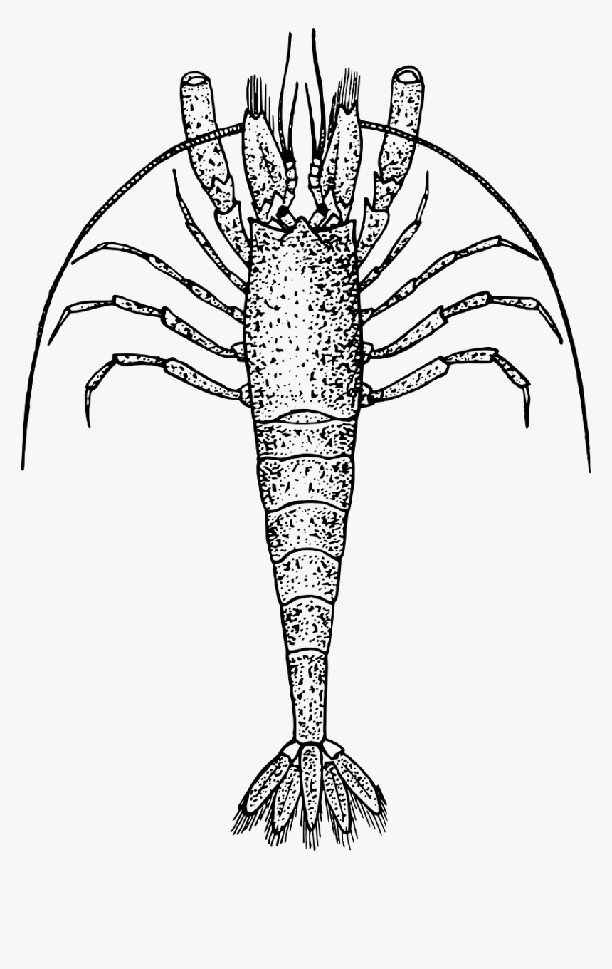 Shrimp - Zooplankton Clipart Black And White, HD Png Download