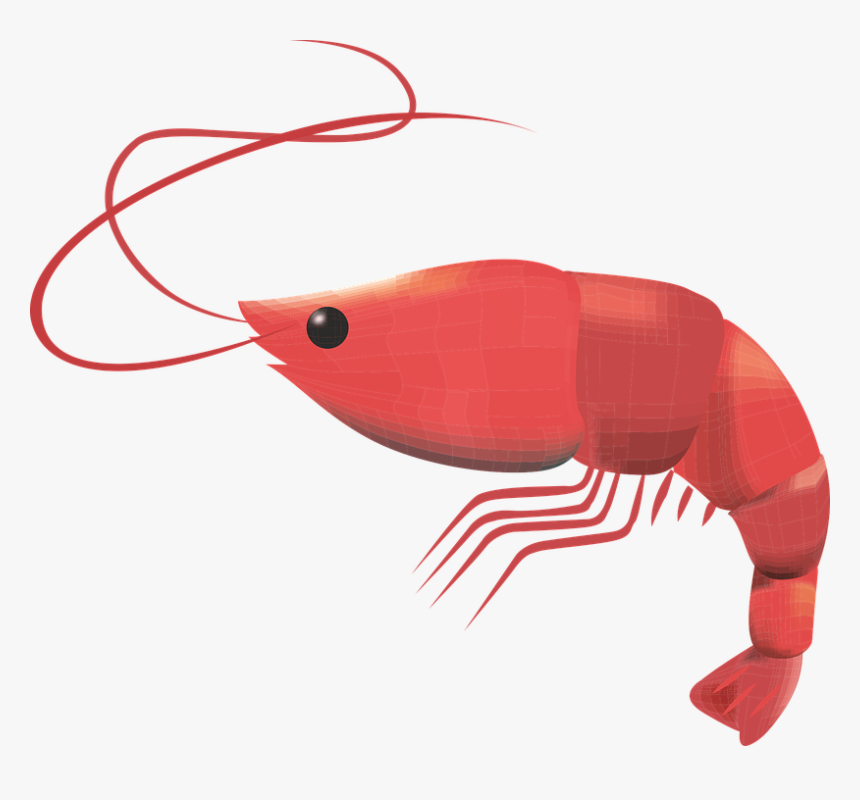 Prawn, Crustacean, Seafood, Fresh, Prawns, Gourmet - Shrimp Free Vector Png, Transparent Png