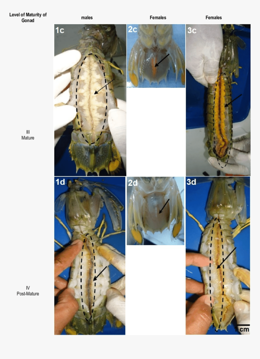 Gonad S Morphological Structure Of Mantis Shrimp Male - Morphology Of Mantis Shrimp, HD Png Download
