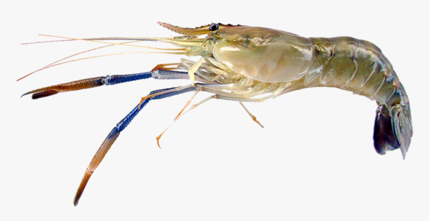 Litopenaeus Setiferus, HD Png Download