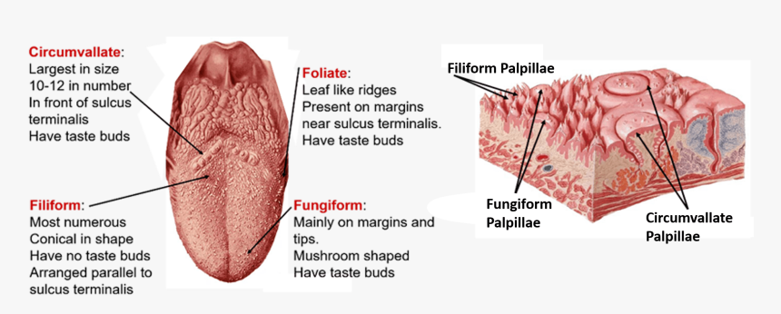 Type Of Tongue Papilla, HD Png Download