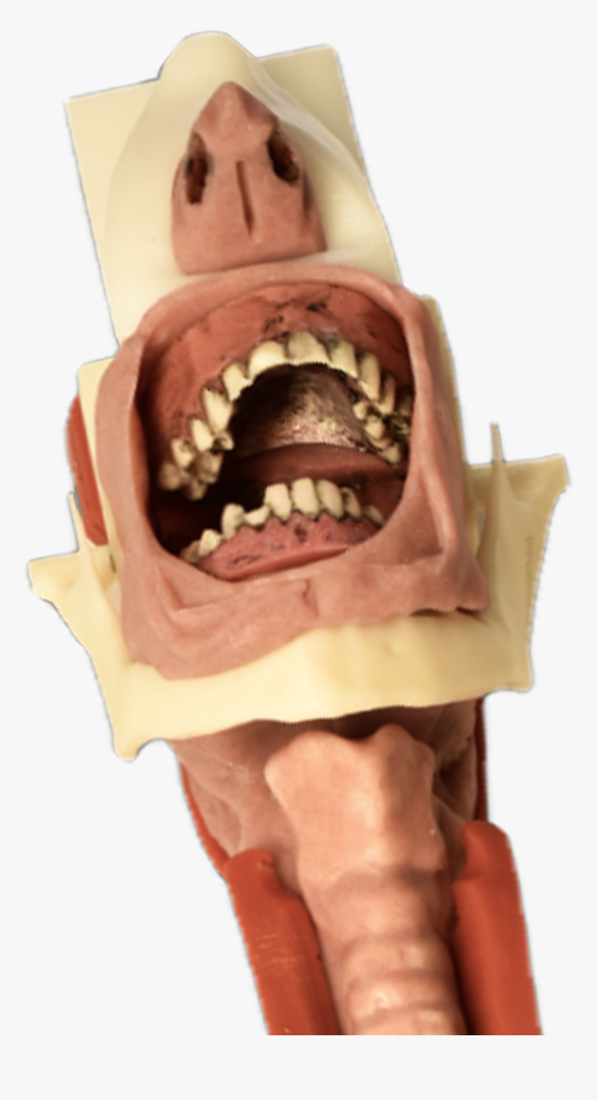 Burn - Tongue - Carcharhiniformes, HD Png Download