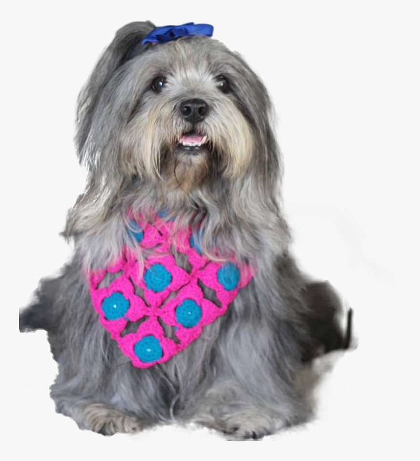 Cão Da Serra De Aires, HD Png Download