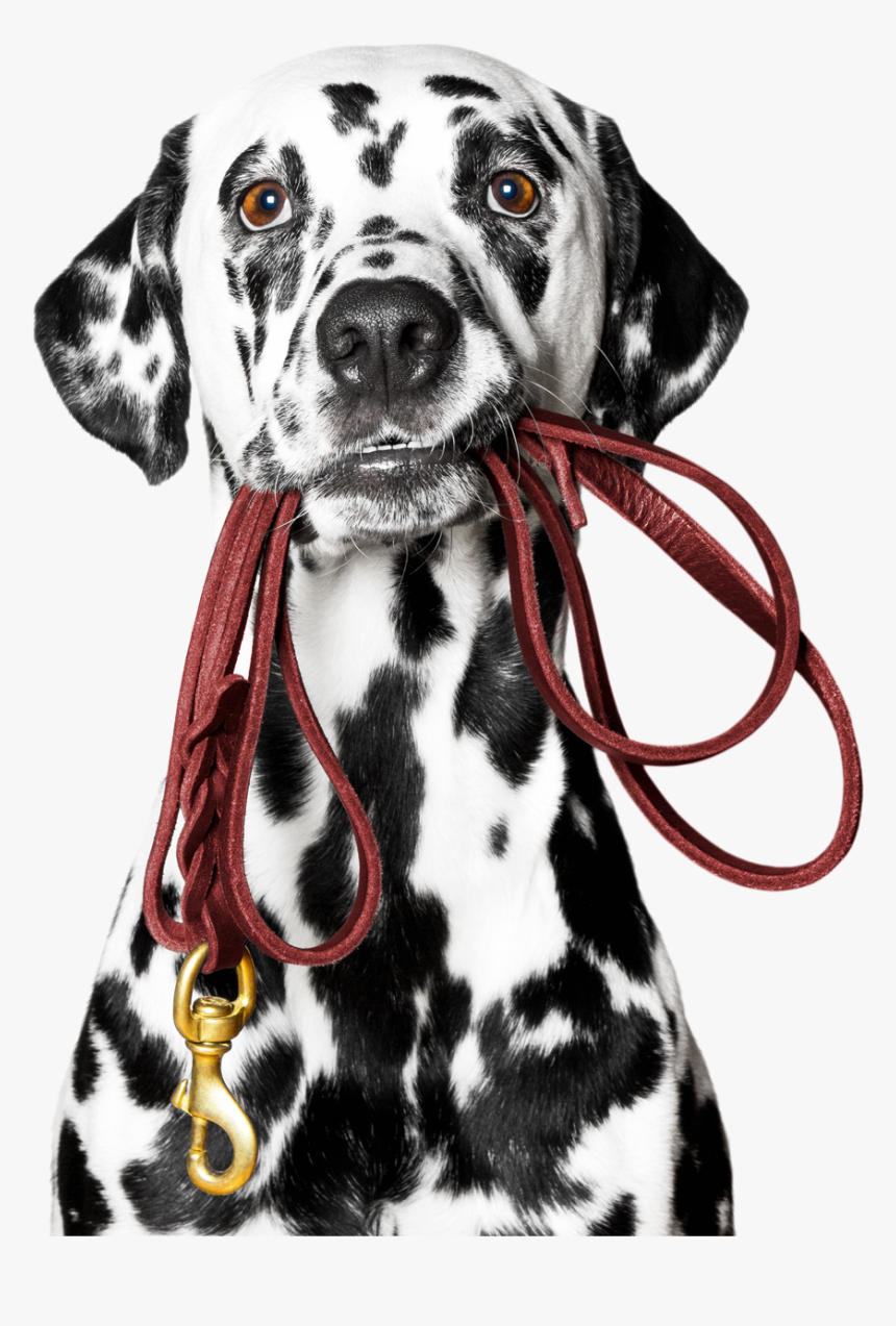 Dog Holding Pencil, HD Png Download