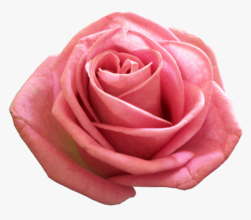 Pink Png Transparent Image - Rose, Png Download