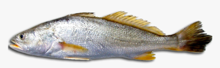 Download Free Fish Png Transparent Images Transparent - Que Es La Corvina, Png Download