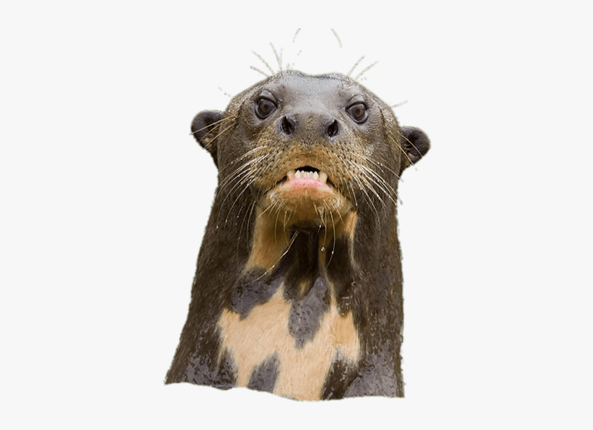 Angry Giant River Otter - Giant Otter Png, Transparent Png