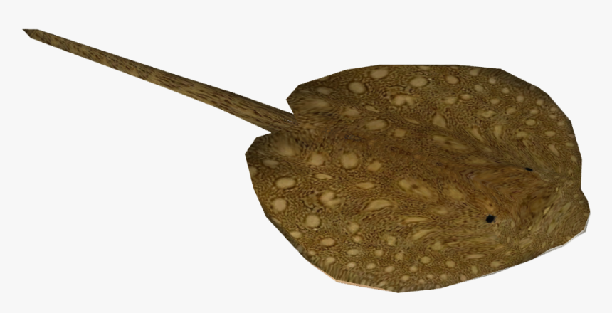 Parnaiba River Stingray - Stingray Png, Transparent Png