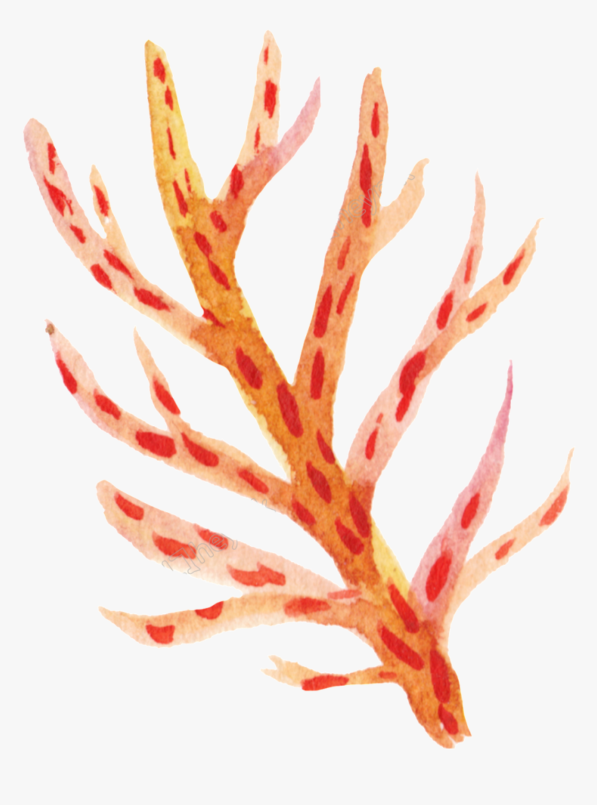 Orange Coral Png - Coral Clip Art Transparent Background, Png Download