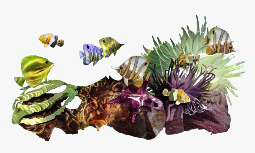 Coral Free Png Image - Coral Free Png, Transparent Png