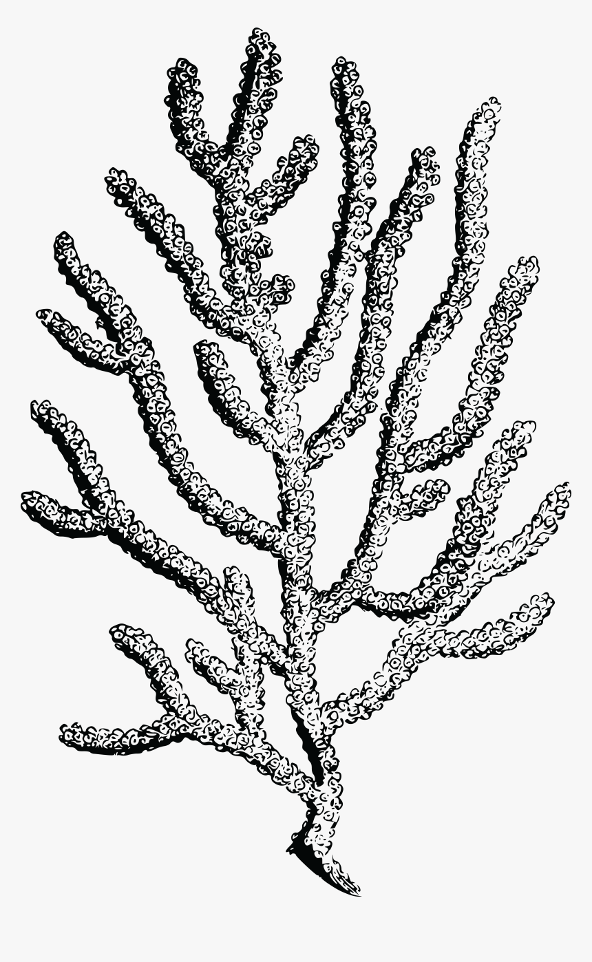 Coral Drawing No Background, HD Png Download