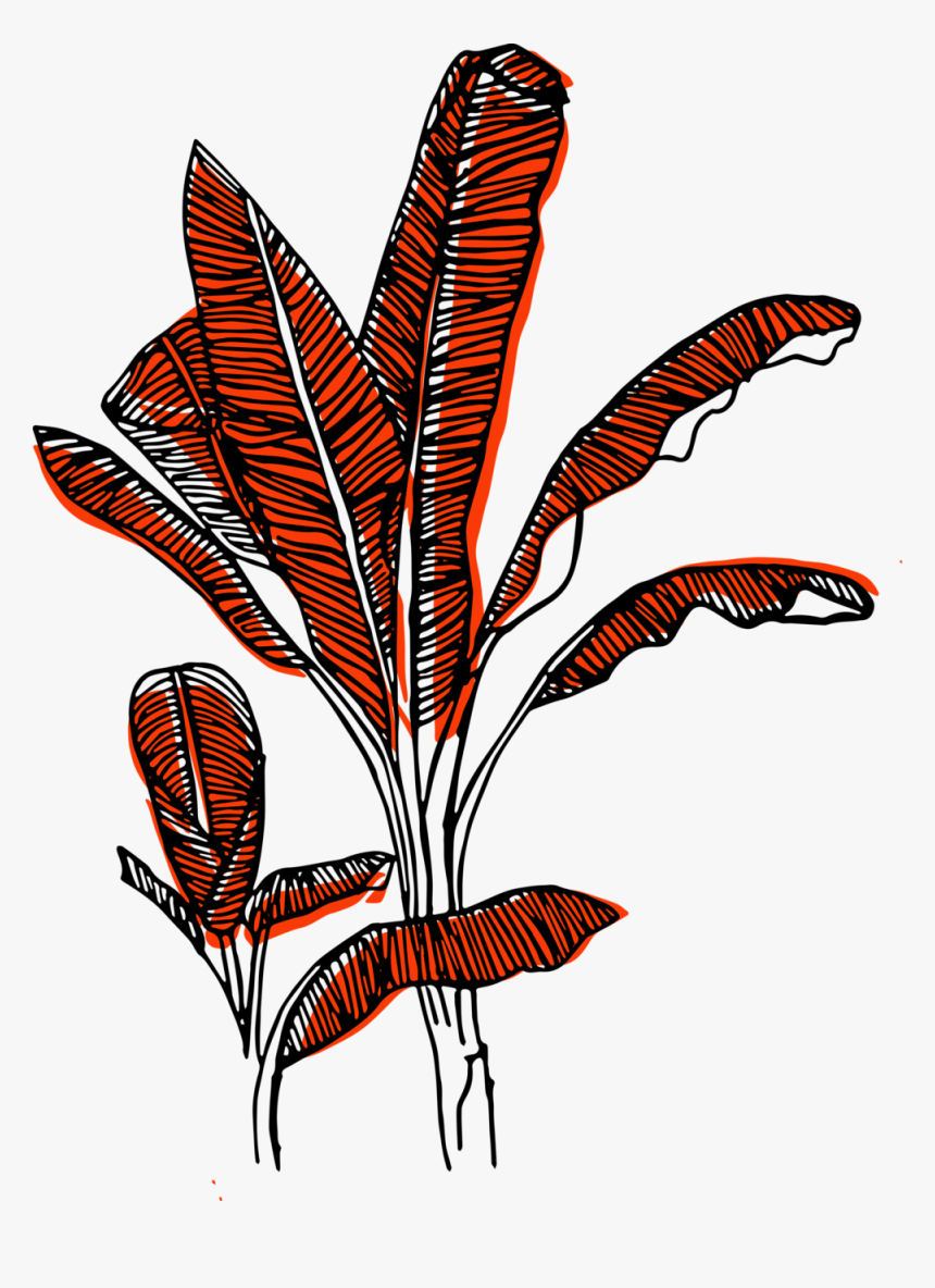 Transparent Banana Tree Clipart - Illustration, HD Png Download