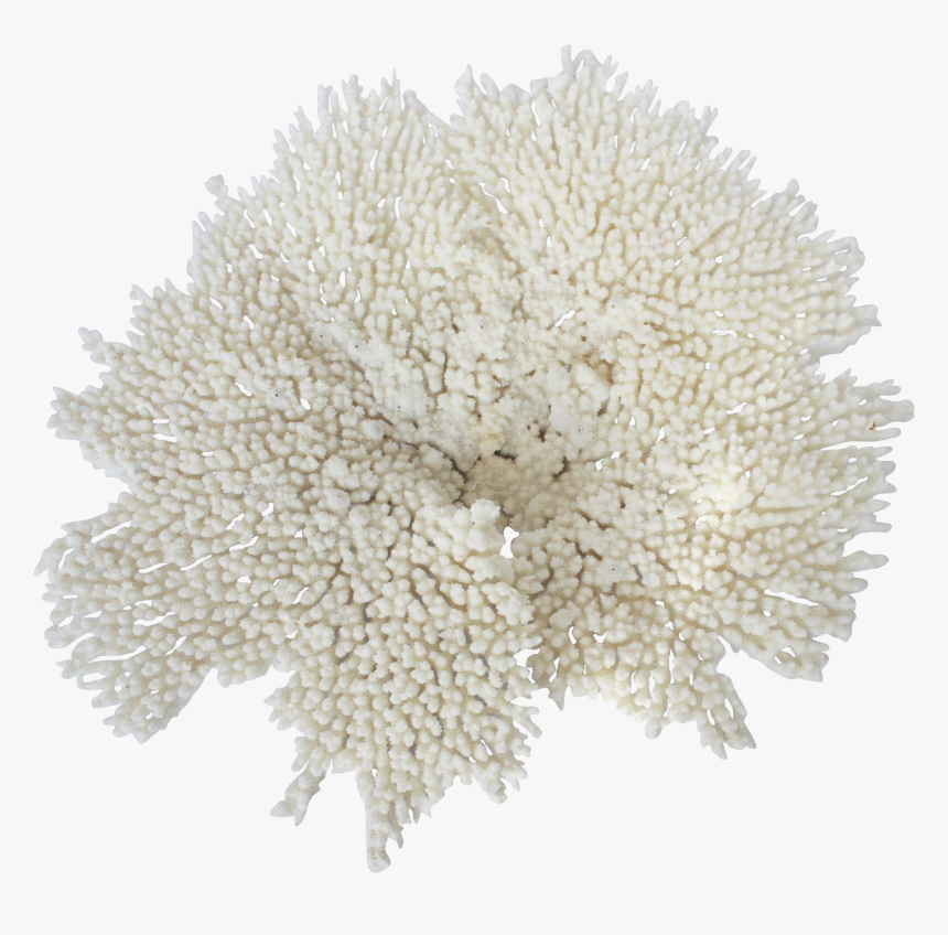 Harina De Trigo Png, Transparent Png