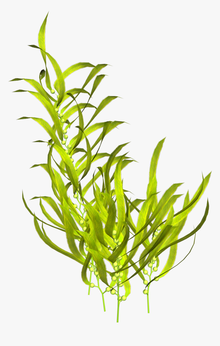 Seaweed Aquatic Plants Clip Art - Seaweed Png, Transparent Png