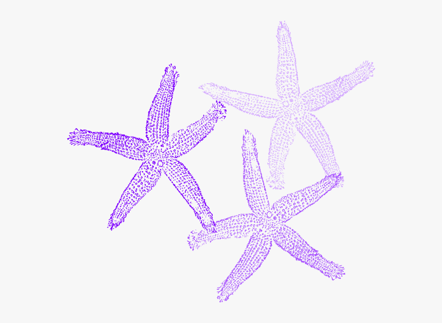 Transparent Background Starfish Clip Art, HD Png Download