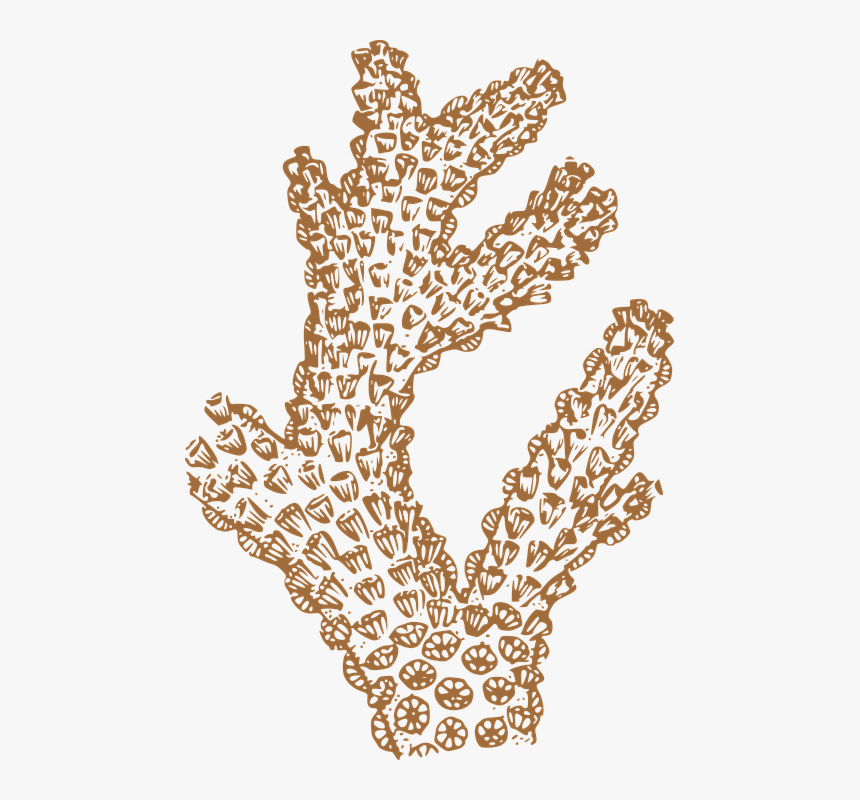 Coral, Water, Brown, Tan, Ocean, Sea, Aquatic, Sponge - Coral Clip Art, HD Png Download