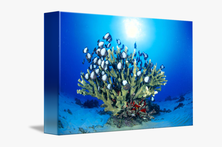 Clip Art Antler Coral - Underwater, HD Png Download