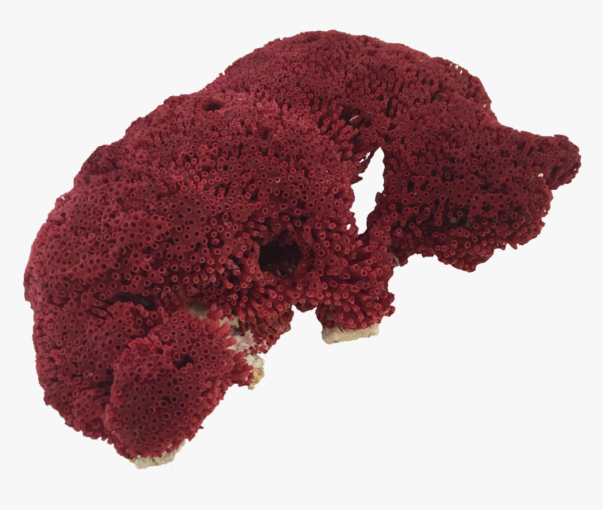 Red Pipe Organ Coral - Rock Coral Png, Transparent Png