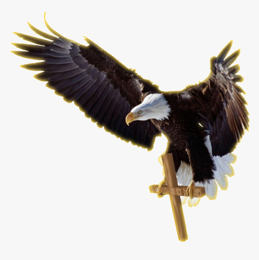 Job Experience Icon Png Download - Facebook Cover Photo Eagle, Transparent Png